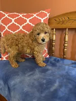 Cooper , a male Miniature Goldendoodle for sale in Seneca, KS – 7 of 9