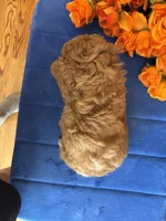 Trudy, a female Miniature Goldendoodle for sale in Seneca, KS – 5 of 8