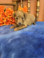 Piper, a female Miniature Goldendoodle for sale in Seneca, KS – 4 of 7