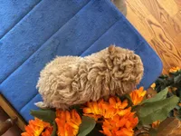 Romeo, a male Maltipoo for sale in Seneca, KS – 8 of 9
