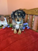 Luna, a female Miniature Bernedoodle for sale in Seneca, KS – Photo 3 of 9