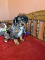 Luna, a female Miniature Bernedoodle for sale in Seneca, KS – Photo 8 of 9