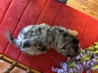 Luna, a female Miniature Bernedoodle for sale in Seneca, KS – Photo 9 of 9