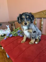 Luna, a female Miniature Bernedoodle for sale in Seneca, KS – Photo 2 of 9