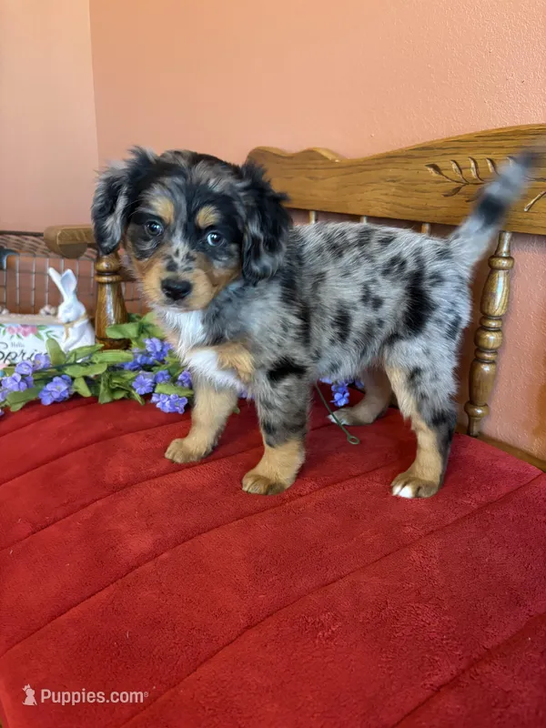 Luna – Miniature Bernedoodle puppy for sale in Seneca, KS