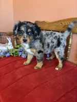 Luna, a female Miniature Bernedoodle for sale in Seneca, KS – Photo 1 of 9