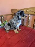 Luna, a female Miniature Bernedoodle for sale in Seneca, KS – Photo 4 of 9