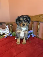 Luna, a female Miniature Bernedoodle for sale in Seneca, KS – Photo 6 of 9