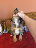 Luna, a female Miniature Bernedoodle for sale in Seneca, KS – Photo 5 of 9