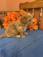 Bandit, a male Maltipoo for sale in Seneca, KS – 8 of 10