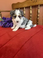 Lacey, a female Miniature Bernedoodle for sale in Seneca, KS – 4 of 9