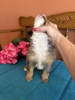 Bella, a female Miniature Bernedoodle for sale in Seneca, KS – Photo 2 of 10