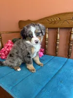 Bella, a female Miniature Bernedoodle for sale in Seneca, KS – Photo 5 of 10