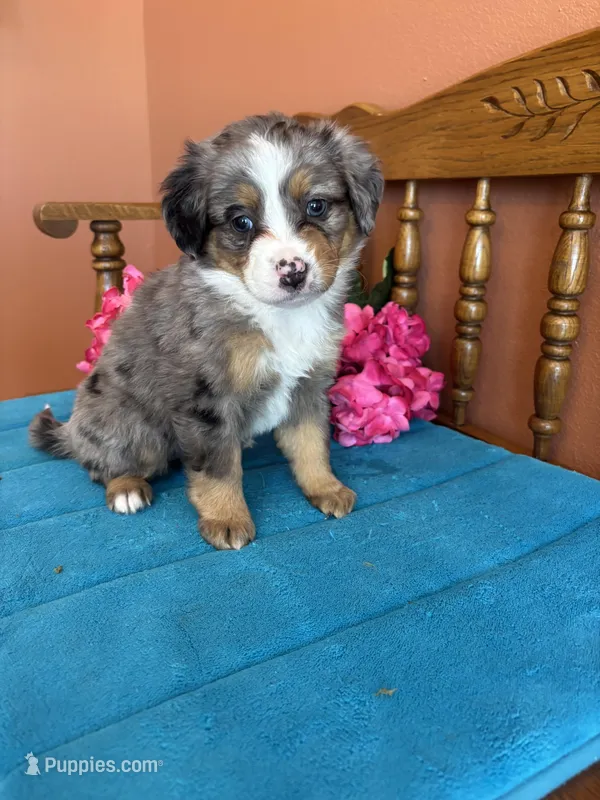 Bella – Miniature Bernedoodle puppy for sale in Seneca, KS