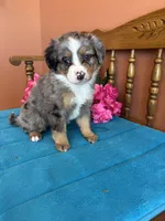 Bella, a female Miniature Bernedoodle for sale in Seneca, KS – Photo 1 of 10