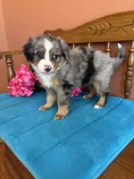 Bella, a female Miniature Bernedoodle for sale in Seneca, KS – Photo 6 of 10