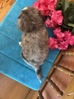 Bella, a female Miniature Bernedoodle for sale in Seneca, KS – Photo 8 of 10