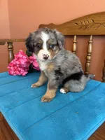 Bella, a female Miniature Bernedoodle for sale in Seneca, KS – Photo 3 of 10