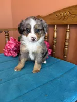 Bella, a female Miniature Bernedoodle for sale in Seneca, KS – Photo 4 of 10