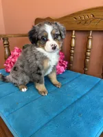 Bella, a female Miniature Bernedoodle for sale in Seneca, KS – Photo 9 of 10