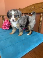 Bella, a female Miniature Bernedoodle for sale in Seneca, KS – Photo 7 of 10