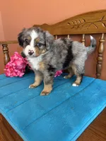 Bella, a female Miniature Bernedoodle for sale in Seneca, KS – Photo 10 of 10