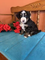 Rosie , a female Miniature Bernedoodle for sale in Seneca, KS – 5 of 8