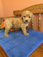 Roscoe, a male Miniature Goldendoodle for sale in Seneca, KS – 9 of 10