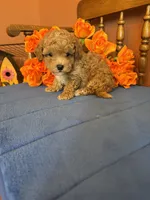 Bandit, a male Maltipoo for sale in Seneca, KS – 9 of 10