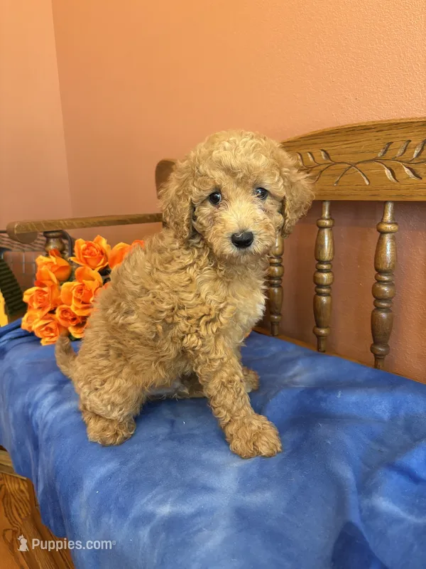 Riggins – Miniature Goldendoodle puppy for sale in Seneca, KS