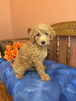 Riggins, a male Miniature Goldendoodle for sale in Seneca, KS – 1 of 10