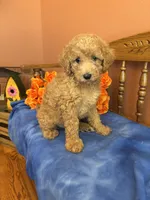 Riggins, a male Miniature Goldendoodle for sale in Seneca, KS – 5 of 10