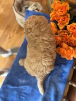 Ace, a male Miniature Goldendoodle for sale in Seneca, KS – 9 of 10