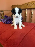 Roxie, a female Miniature Bernedoodle for sale in Seneca, KS – 2 of 10