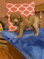 Ava, a female Miniature Goldendoodle for sale in Seneca, KS – 3 of 8