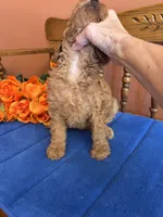 Trudy, a female Miniature Goldendoodle for sale in Seneca, KS – 2 of 8