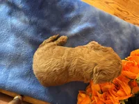 Piper, a female Miniature Goldendoodle for sale in Seneca, KS – 6 of 7