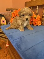 Bandit, a male Maltipoo for sale in Seneca, KS – 7 of 10