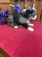 Ranger, a male Miniature Bernedoodle for sale in Seneca, KS – 7 of 8
