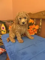 Trudy, a female Miniature Goldendoodle for sale in Seneca, KS – 7 of 10