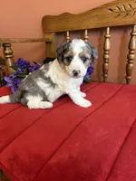 Lacey, a female Miniature Bernedoodle for sale in Seneca, KS – 8 of 9