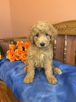 Riggins, a male Miniature Goldendoodle for sale in Seneca, KS – 3 of 10