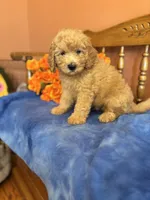 Ace, a male Miniature Goldendoodle for sale in Seneca, KS – 8 of 10