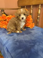 Sammy, a male Maltipoo for sale in Seneca, KS – 7 of 8