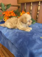 Rosie, a female Maltipoo for sale in Seneca, KS – 10 of 10