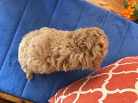 Oliver, a male Maltipoo for sale in Seneca, KS – 8 of 9
