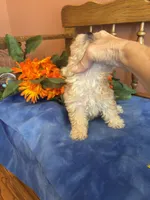 Rosie, a female Maltipoo for sale in Seneca, KS – 8 of 10