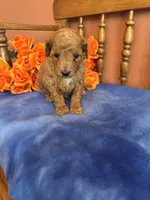 Piper, a female Miniature Goldendoodle for sale in Seneca, KS – 2 of 7