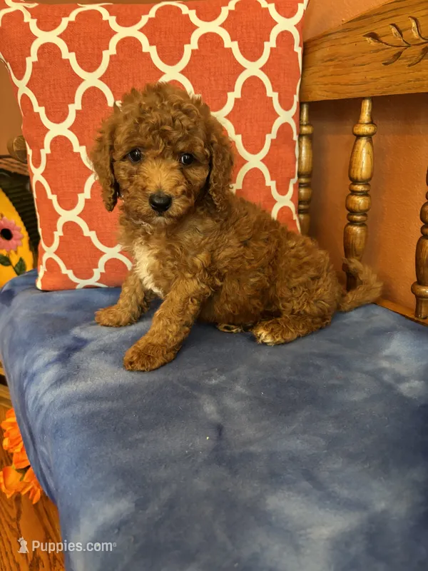 Nemo – Miniature Goldendoodle puppy for sale in Seneca, KS