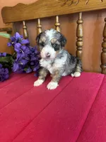 Ranger, a male Miniature Bernedoodle for sale in Seneca, KS – 3 of 8